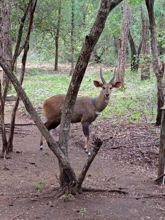 African Sky Marloth Park Luaran gambar
