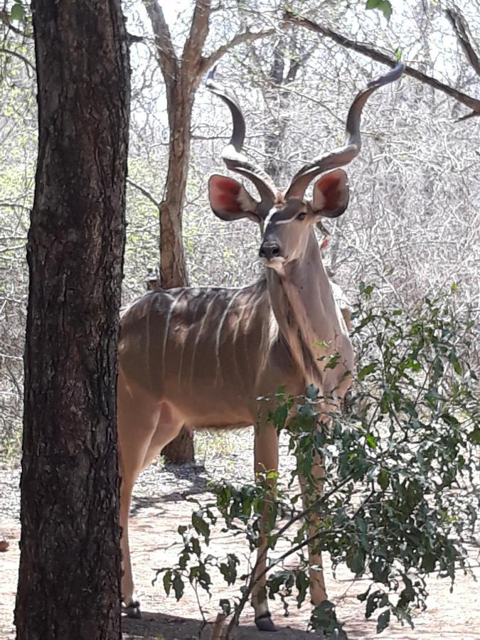African Sky Marloth Park Luaran gambar