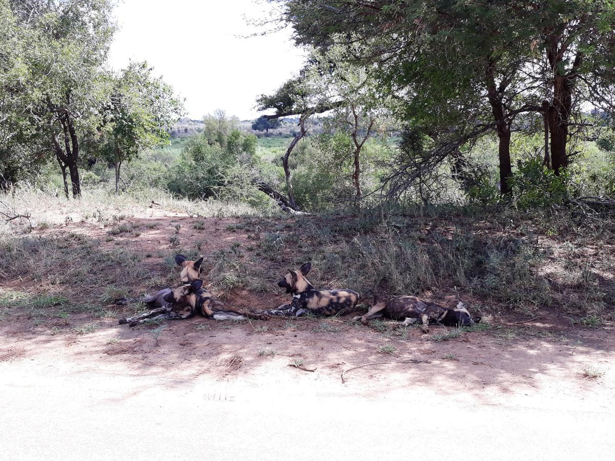 African Sky Marloth Park Luaran gambar