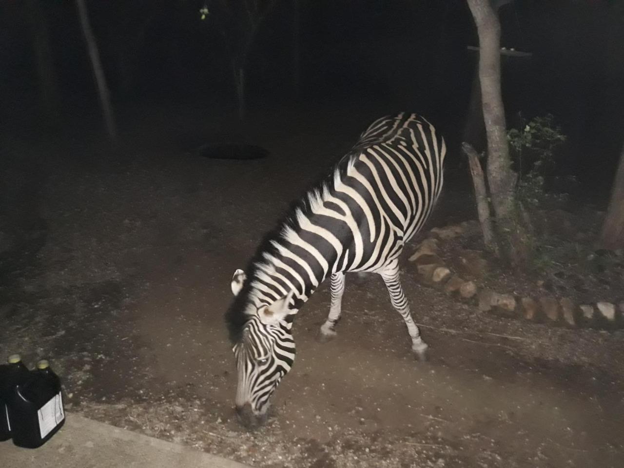 African Sky Marloth Park Luaran gambar