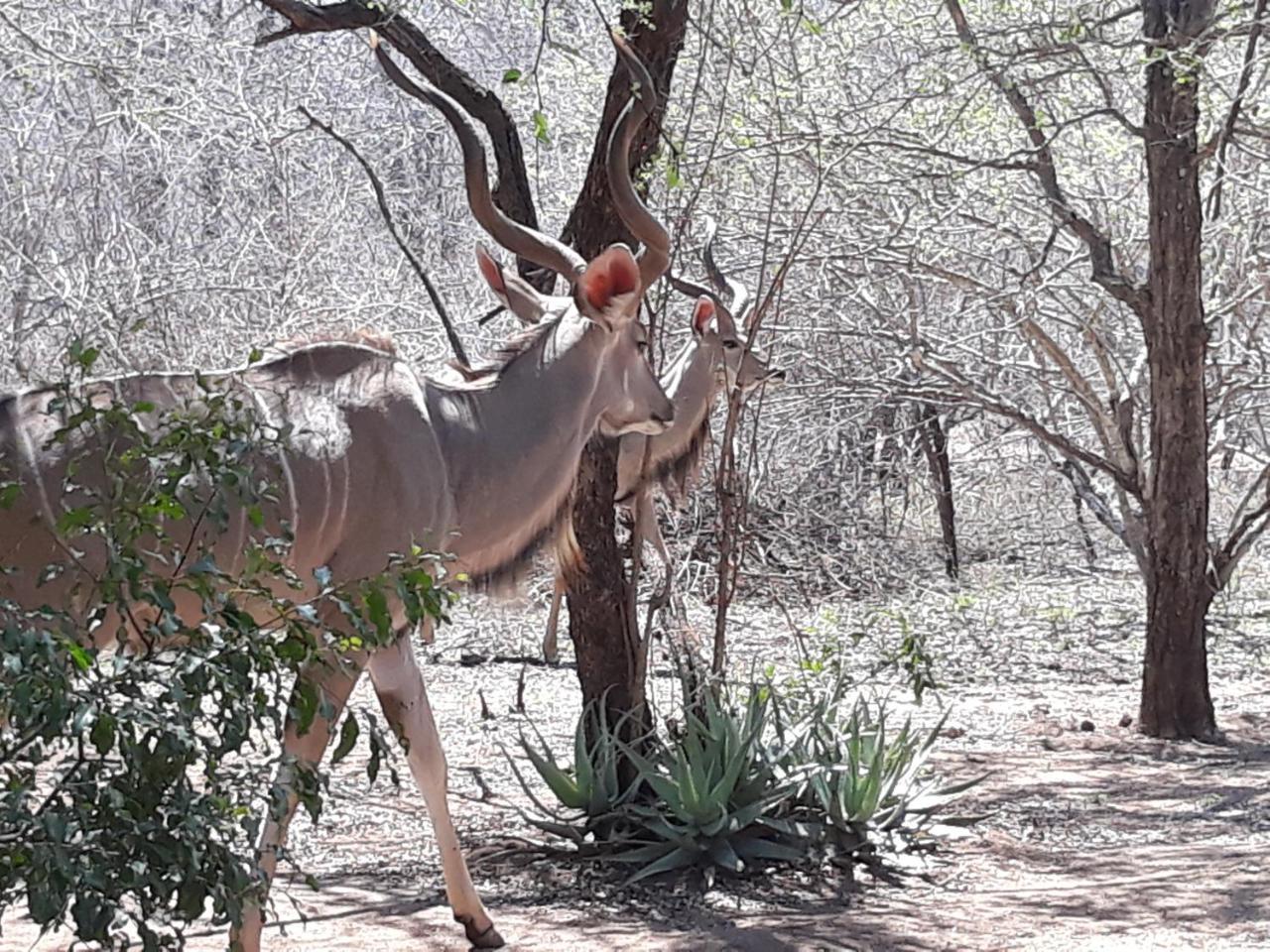 African Sky Marloth Park Luaran gambar