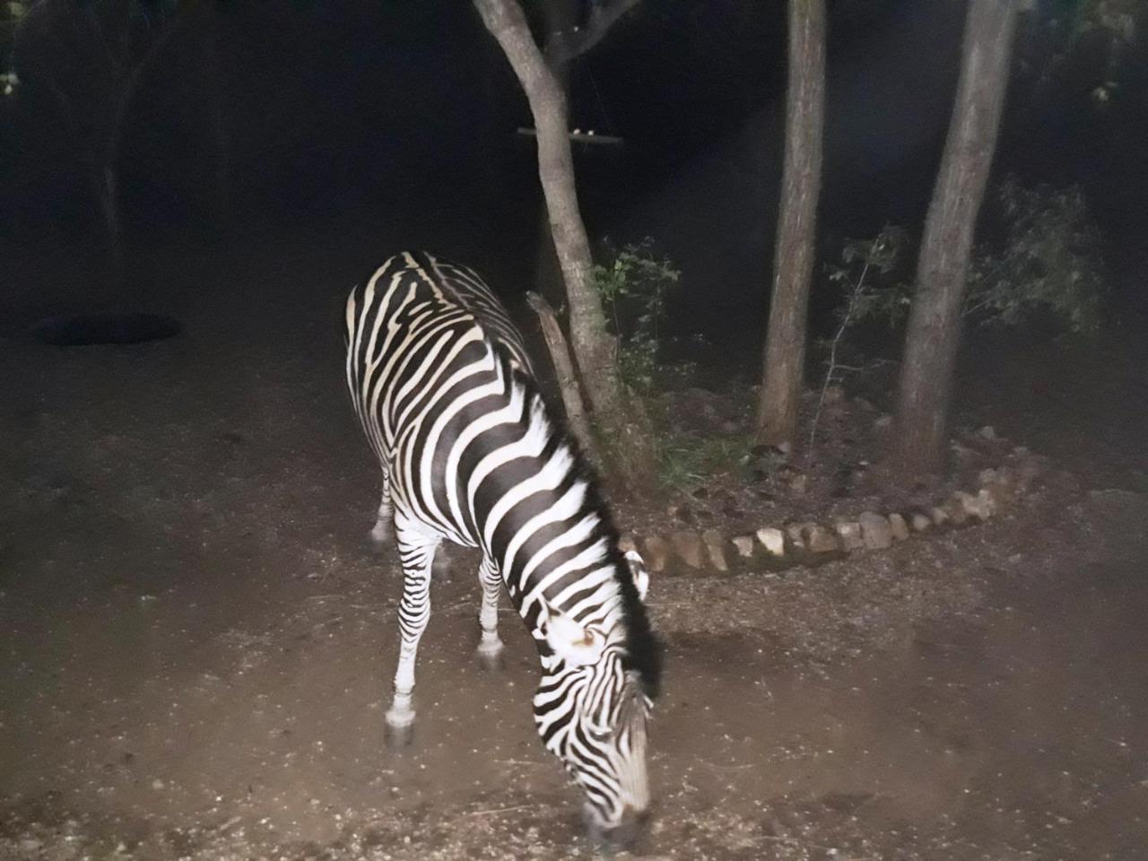 African Sky Marloth Park Luaran gambar
