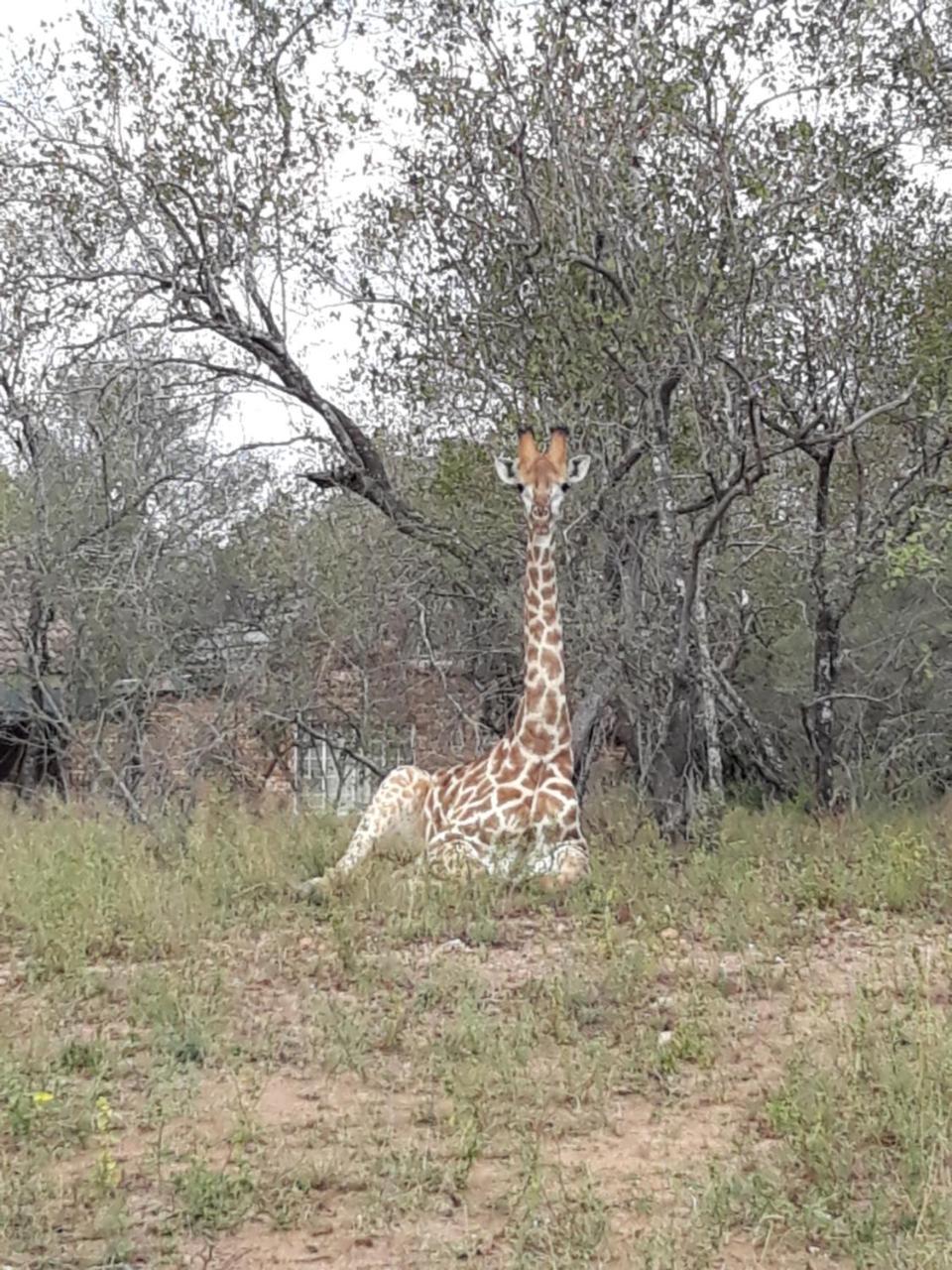 African Sky Marloth Park Luaran gambar